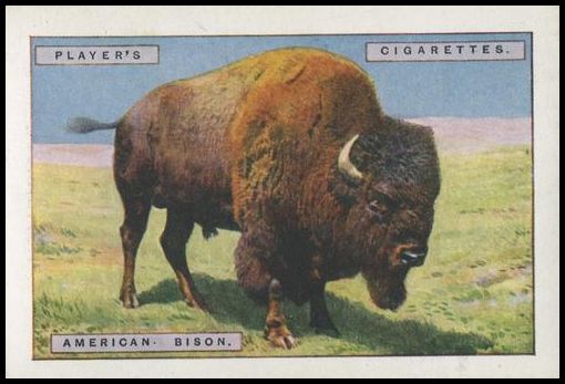 2 American Bison